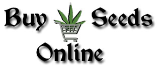 Master Kush Seeds Seeds